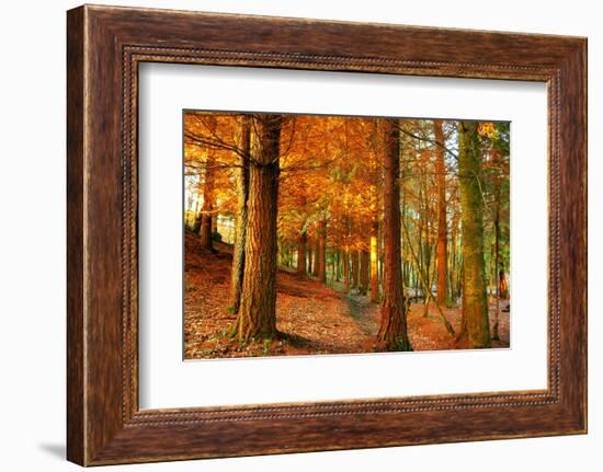 Brocéliande-Viviane Fedieu Daniel-Framed Photographic Print