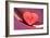 Broken Heart-Erika Craddock-Framed Photographic Print