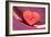 Broken Heart-Erika Craddock-Framed Photographic Print