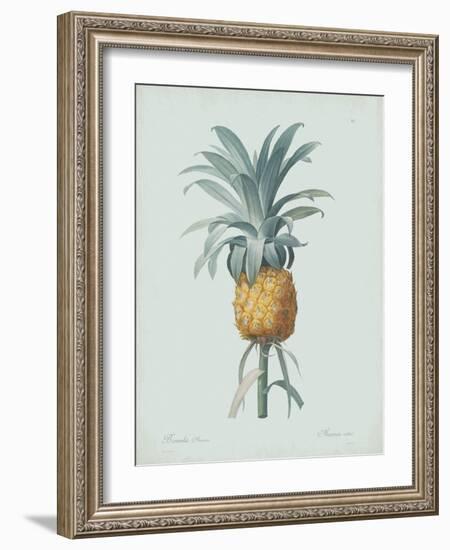 Bromelia Ananas - Celadon-Pierre Joseph Redoute-Framed Giclee Print