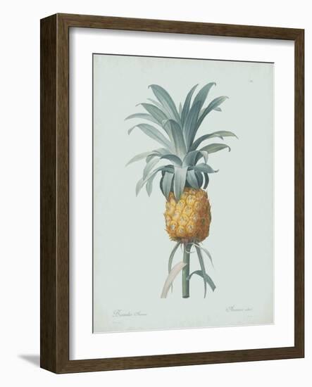 Bromelia Ananas - Celadon-Pierre Joseph Redoute-Framed Giclee Print