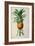 Bromelia Ananas, from Les Bromeliacees-Pierre-Joseph Redouté-Framed Giclee Print