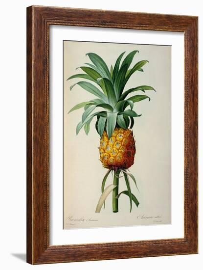 Bromelia Ananas, from Les Bromeliacees-Pierre-Joseph Redouté-Framed Giclee Print