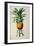 Bromelia Ananas, from Les Bromeliacees-Pierre-Joseph Redouté-Framed Giclee Print