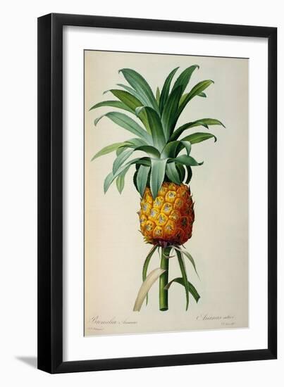 Bromelia Ananas, from Les Bromeliacees-Pierre-Joseph Redouté-Framed Giclee Print