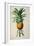 Bromelia Ananas, from Les Bromeliacees-Pierre-Joseph Redouté-Framed Giclee Print