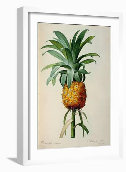 Bromelia Ananas, from Les Bromeliacees-Pierre-Joseph Redouté-Framed Giclee Print