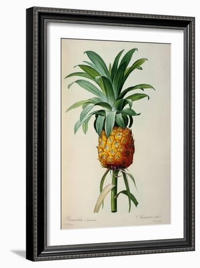 Bromelia Ananas, from Les Bromeliacees-Pierre-Joseph Redouté-Framed Giclee Print