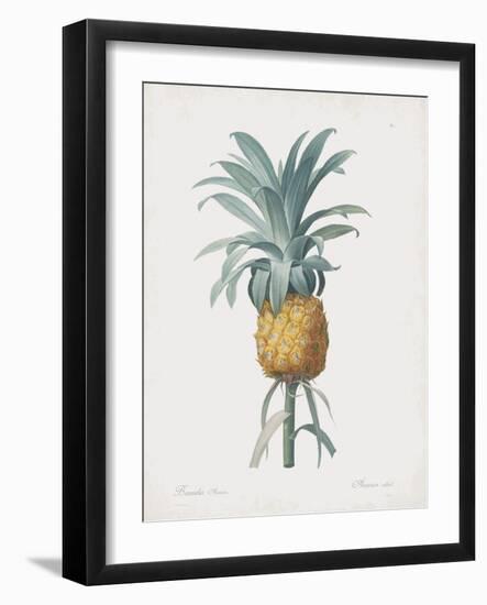 Bromelia Ananas-Pierre Joseph Redoute-Framed Giclee Print