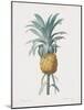 Bromelia Ananas-Pierre Joseph Redoute-Mounted Giclee Print