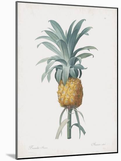 Bromelia Ananas-Pierre Joseph Redoute-Mounted Giclee Print