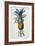 Bromelia Ananas-Pierre Joseph Redoute-Framed Giclee Print