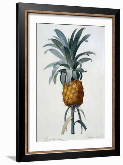 Bromelia Ananas-Pierre Joseph Redoute-Framed Giclee Print