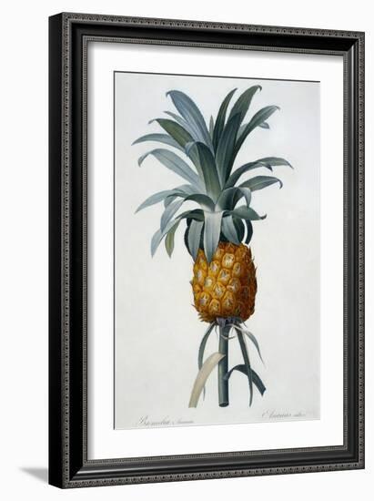 Bromelia Ananas-Pierre Joseph Redoute-Framed Giclee Print