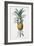 Bromelia ananas-Pierre-Joseph Redouté-Framed Giclee Print