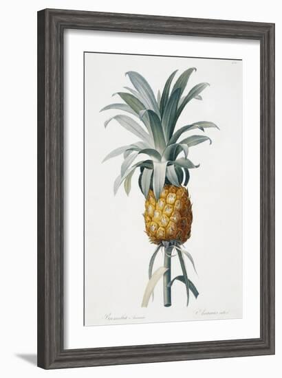 Bromelia ananas-Pierre-Joseph Redouté-Framed Giclee Print