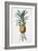 Bromelia ananas-Pierre-Joseph Redouté-Framed Giclee Print