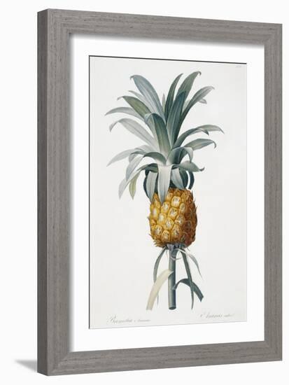 Bromelia ananas-Pierre-Joseph Redouté-Framed Giclee Print