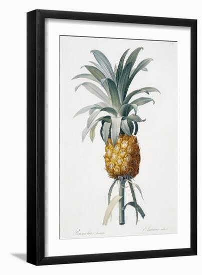 Bromelia ananas-Pierre-Joseph Redouté-Framed Giclee Print
