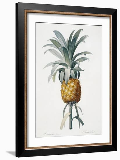 Bromelia ananas-Pierre-Joseph Redouté-Framed Giclee Print