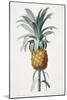 Bromelia ananas-Pierre-Joseph Redouté-Mounted Giclee Print