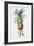 Bromelia ananas-Pierre-Joseph Redouté-Framed Giclee Print