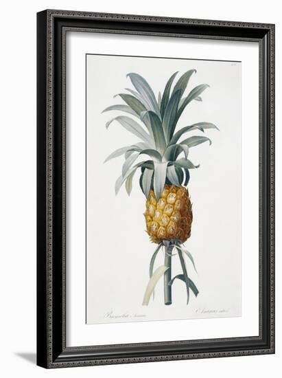 Bromelia ananas-Pierre-Joseph Redouté-Framed Giclee Print