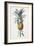 Bromelia ananas-Pierre-Joseph Redouté-Framed Giclee Print