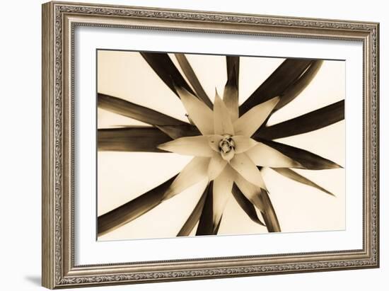 Bromelia Flower-Oros Gabor-Framed Art Print
