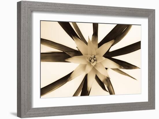 Bromelia Flower-Oros Gabor-Framed Art Print