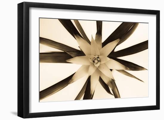 Bromelia Flower-Oros Gabor-Framed Art Print