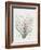 Bromelia Karatas-Pierre Joseph Redoute-Framed Giclee Print