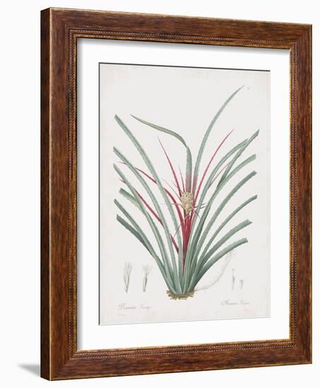 Bromelia Karatas-Pierre Joseph Redoute-Framed Giclee Print