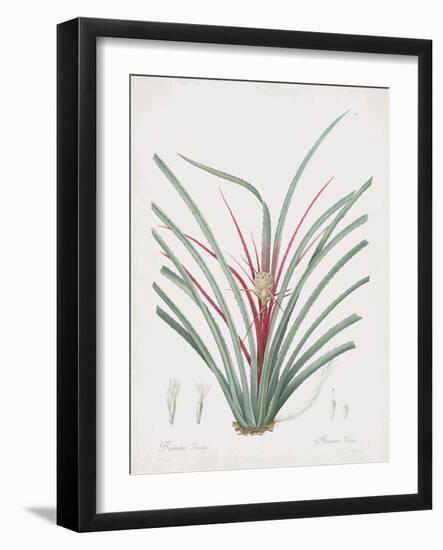 Bromelia Karatas-Pierre Joseph Redoute-Framed Giclee Print