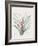 Bromelia Karatas-Pierre Joseph Redoute-Framed Giclee Print