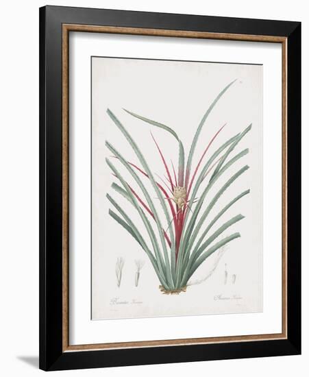 Bromelia Karatas-Pierre Joseph Redoute-Framed Giclee Print