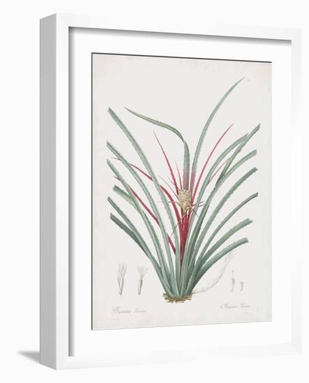 Bromelia Karatas-Pierre Joseph Redoute-Framed Giclee Print