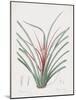 Bromelia Karatas-Pierre Joseph Redoute-Mounted Giclee Print