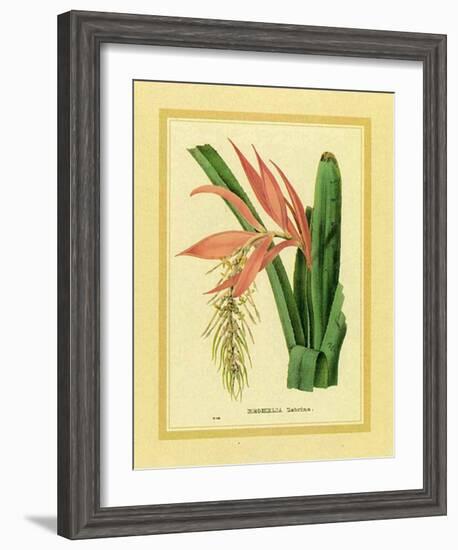 Bromelia Zebrina-C^ Van Geel-Framed Art Print