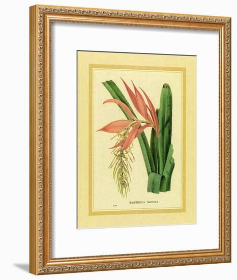 Bromelia Zebrina-C^ Van Geel-Framed Art Print