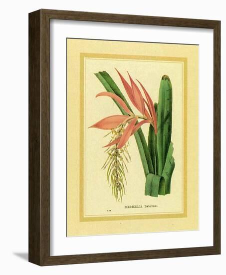 Bromelia Zebrina-C^ Van Geel-Framed Art Print