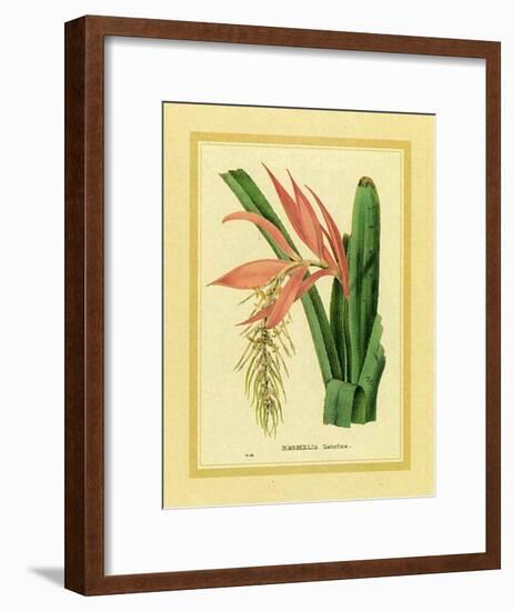 Bromelia Zebrina-C^ Van Geel-Framed Art Print