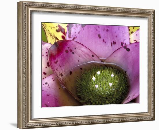 Bromeliad Bloom, Maui, Hawaii, USA-Julie Eggers-Framed Photographic Print