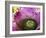 Bromeliad Bloom, Maui, Hawaii, USA-Julie Eggers-Framed Photographic Print