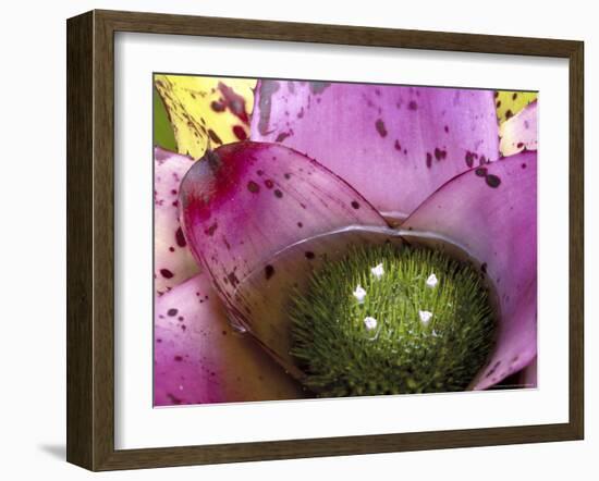 Bromeliad Bloom, Maui, Hawaii, USA-Julie Eggers-Framed Photographic Print