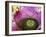 Bromeliad Bloom, Maui, Hawaii, USA-Julie Eggers-Framed Photographic Print