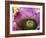 Bromeliad Bloom, Maui, Hawaii, USA-Julie Eggers-Framed Photographic Print