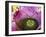 Bromeliad Bloom, Maui, Hawaii, USA-Julie Eggers-Framed Photographic Print