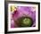 Bromeliad Bloom, Maui, Hawaii, USA-Julie Eggers-Framed Photographic Print