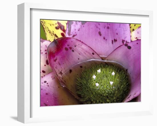 Bromeliad Bloom, Maui, Hawaii, USA-Julie Eggers-Framed Photographic Print
